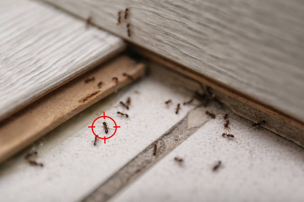 Best Pest Control Near Me  in Blacksburg, VA