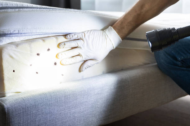 Best Emergency Pest Control  in Blacksburg, VA