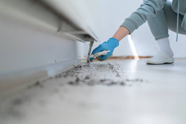 Professional Pest Control in Blacksburg, VA